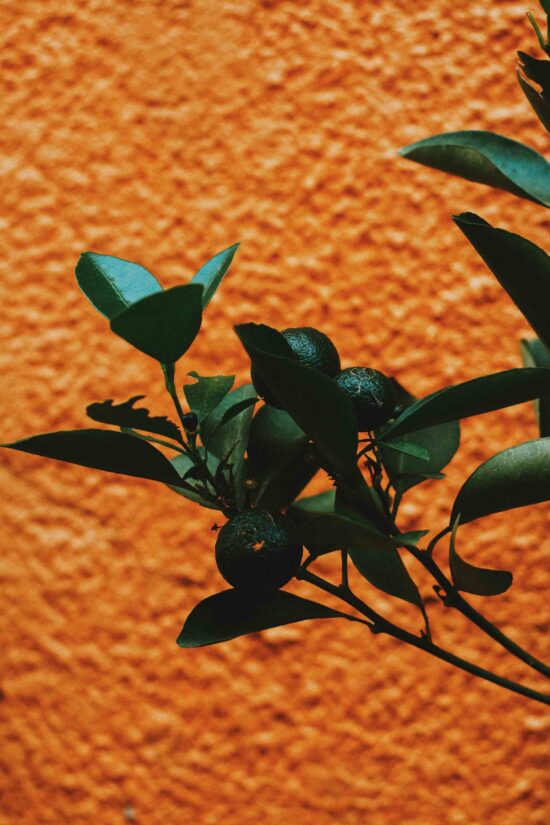 The leaves and fruit of a calamansi plant.