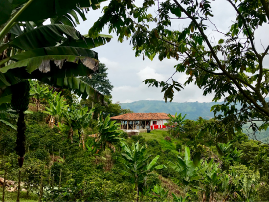 The Tio Conejo coffee farm in Colombia. In the foreground, there are palms and banana trees. Behind them on a small hill is a building with a thatch roof and covered porch. In the background a mountain rises up, covered in trees.