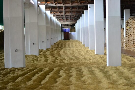 A large warehouse room with tall white pillars stores green coffee beans.