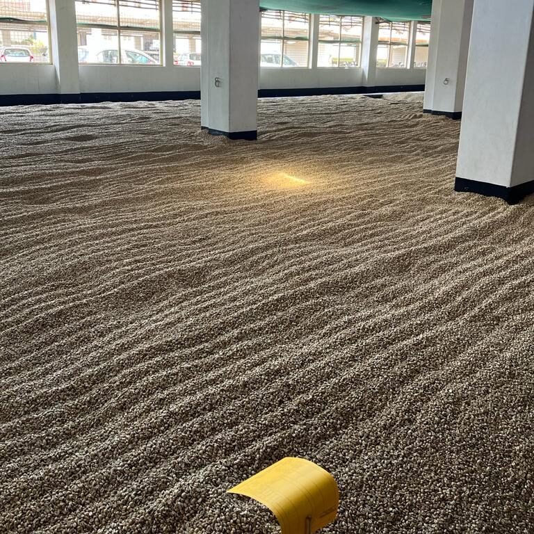 The warehouse room contains raked green coffee beans and a bright yellow bucket turned on its side.