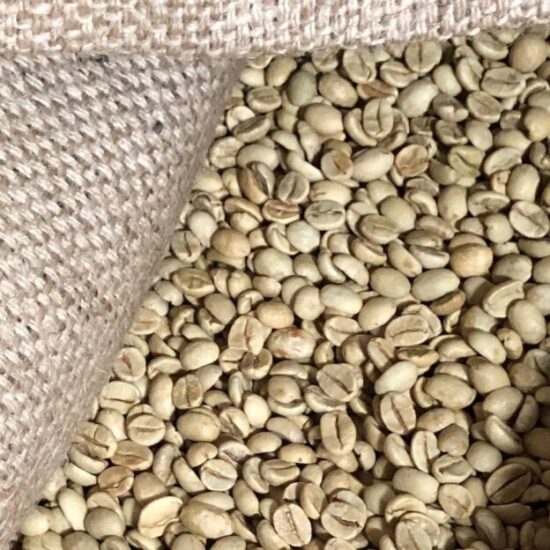 A close up of matured monsoon coffee beans, pale yellow and enlarged by moisture.