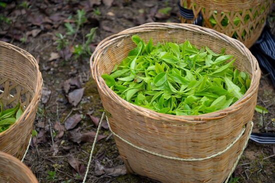 A woven basket sits on the ground. The basket is filled with freshly picked Camellia Sinensis leaves.