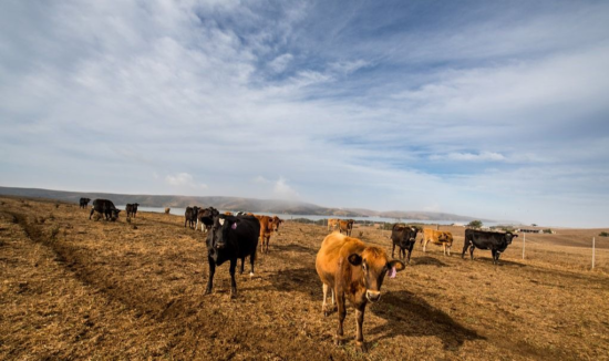 En lille flok malkekøer på Straus-gårdene kigger mod kameraet.  Der står brune og sorte køer på en mark med blå himmel over.  Køerne er mærket på deres venstre ører.