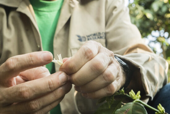 Close up of a man's hands. He holds coffee flowers gently. The petals are small, long and white, on a long skinny green stalk. The flowers grow in small clusters in a circle around the stem at intervals.