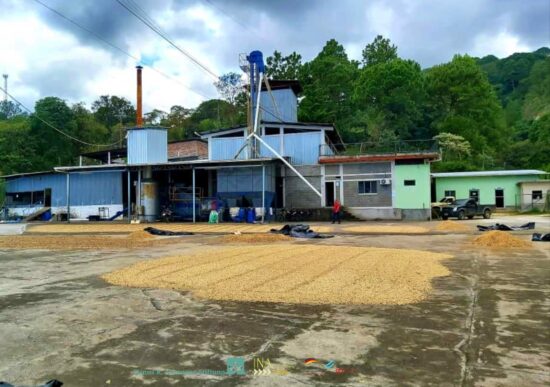 The exterior of a building at The Cocaerol Cooperative in Honduras. In the concrete patio outside the blue structure, coffee beans have been laid out to dry in the sun in several enormous piles. Another small green builfing and a pickup truck can be seen in the background.