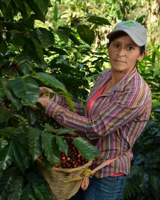 A woman in a purple striped shirt and baseball cap works gathering coffee cherries in a basket around her waist and looks over at the camera.