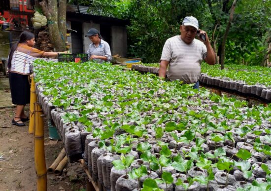 Workers tend to coffee seedlings on a rasied platform. The plants are wrapped in plastic to retain moisture in their soil. One man is on his cell phone while two women are gathering seedlings into a plastic crate.