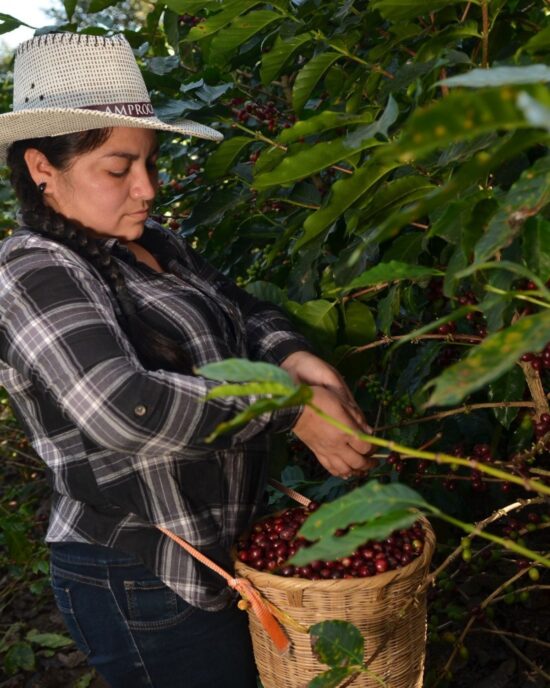 A woman in a wide brimmed hat and plaid shirt gathers coffee cherries into a basket tied to her waist. She has a long braid and earrings.