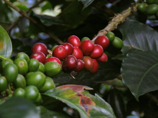 Close up photo of green and red coffee cherries on the branch of a tree, surrounded by lush dark green leaves, and one damaged leaf.
