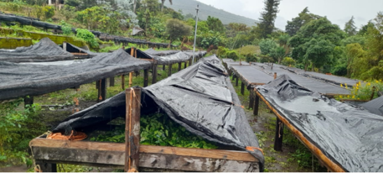 Wooden platforms stand a few feet above the ground, covered in black plastic tarps. Underneath the tarps are coffee leaves. Hills and trees are visible in the distance.