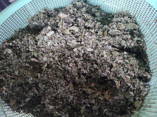 A blue plastic basket full of dry coffee leaves. they look similar to yard leaves and are blue-green.