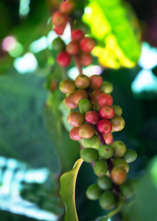 A zoom in of coffee cherries on the branch. They look similar to grapes; some are very green, some are light pink, some becoming a darker pink, but none dark enough red to harvest. 