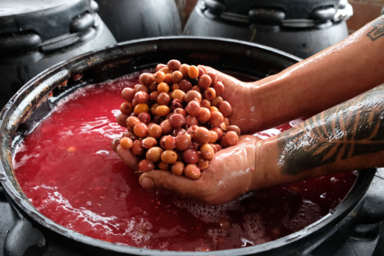 A man's hands hold up a mound of sludgy coffee cherries after being held in a round vat. The liquid in the vat is viscous and pink.The cherrues have lost much of their color to the liquid.