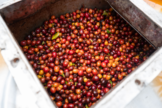 A square shaped metal vat holds raw coffee cherries in orange red tones before they are to be sorted and processed. The batch is so fresh it still has coffee leaves mixed in.