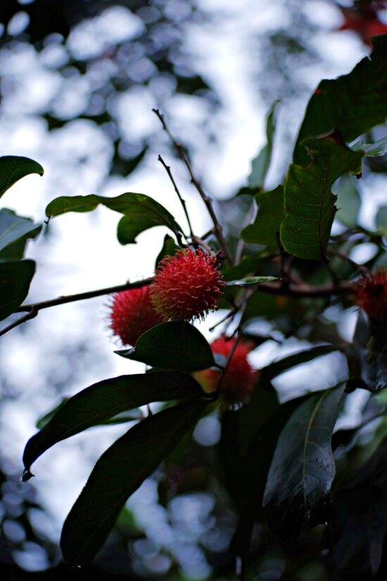 A close up of a rambutan tree. The leaves are long, oval, green and glossy, similar to a ficus or rubber tree plant's leaves. The have smooth edges. The fruits are pink and yellow and spiny. 