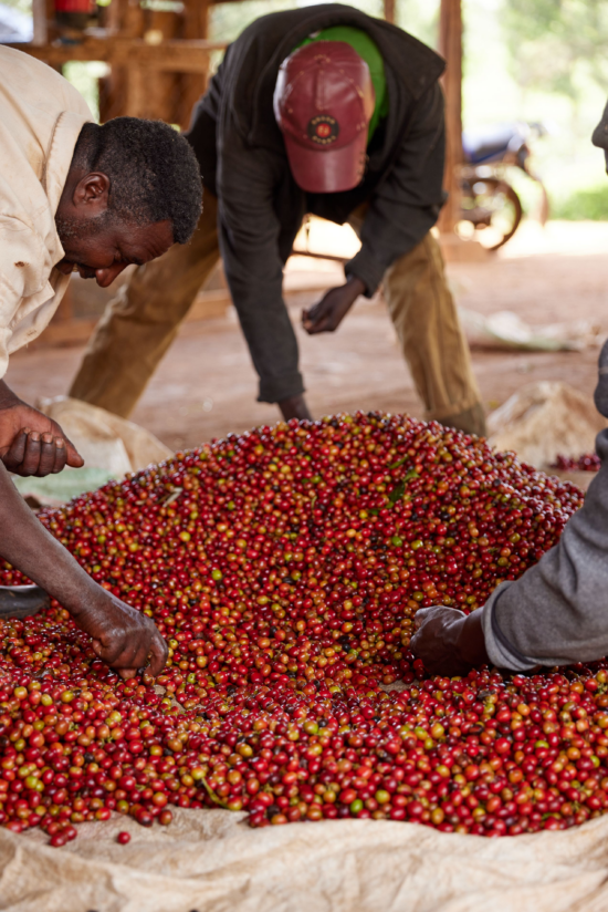 Three workers sift through coffee cherries by hand. The cherries are loaded on a large tarp, and are being checked for cherries that aren't suitable for processing.