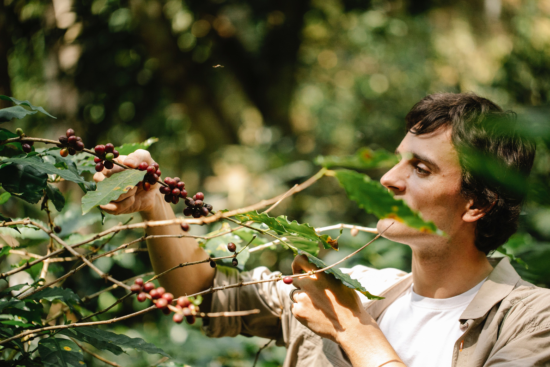 A man inspects a coffee tree, looking at clusters of cherries. He has short dark hair and wears a white and tan shirt.