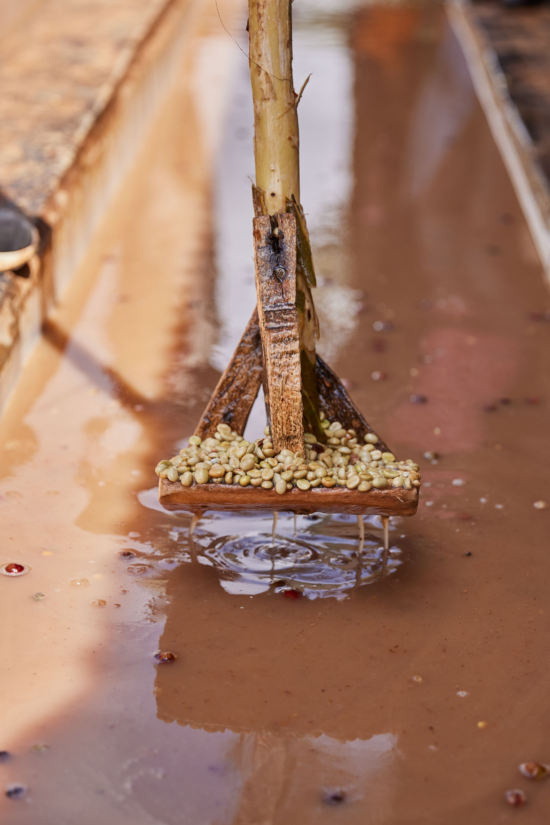 A scraping tool holds up some washed coffee seeds that have been left to soak. The soaking water is a murky pink color.