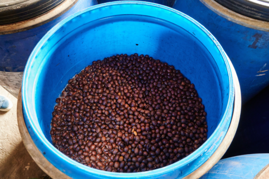 A blue bucket of coffee seeds, already darkened by processing. 