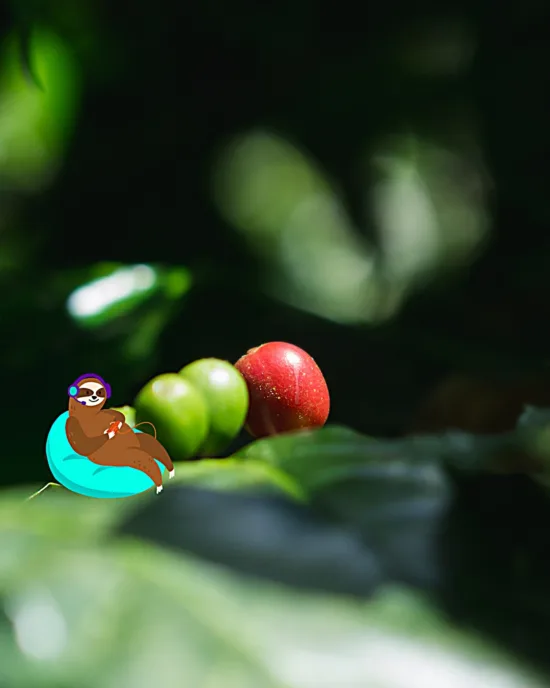 A close up image of ripening coffee cherries on the tree, with a cartoon sloth lounging next to them on a bean bag and holding a video game controller and wearing a headset.