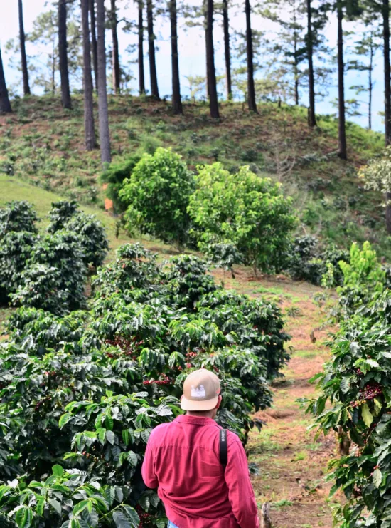 A person walks through a pathway between coffee trees on a hill. Towards the top of the hill large shade trees are growing. The coffee cherries are almost ripe and vibrant deep red.