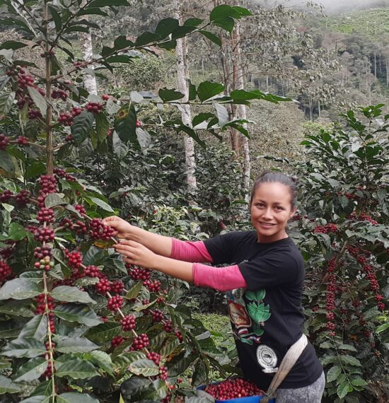 A woman in a black t-shirt harvests coffee cherries by collecting them and placing them in a bag slung arounf her waist. She smiles ate the camera with her arms reached out to gather.