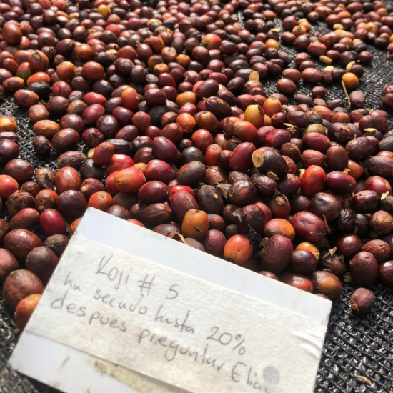 A batch of koji cherries cleaned and dried and ready to be depulped for storage and eventually roasted.