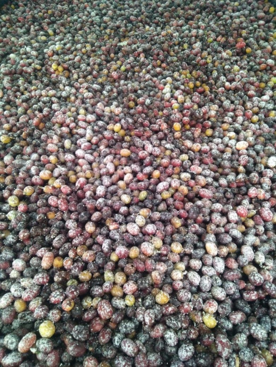 A pile of coffee cherries covered in powdery white koji fungus.