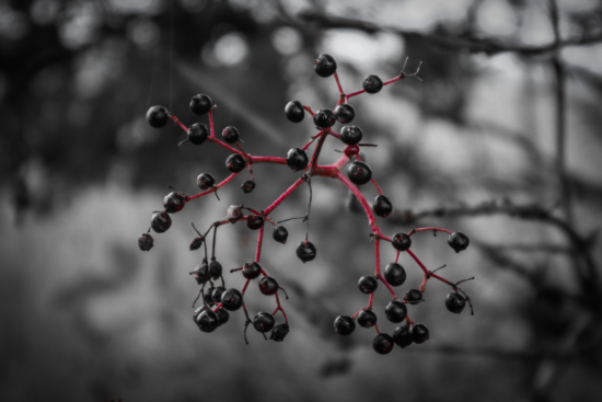 A close up focus of elderberry on a branch, still growing on the tree. The berries are dark purple/black, while the stems around the berries are a deep red/magenta.