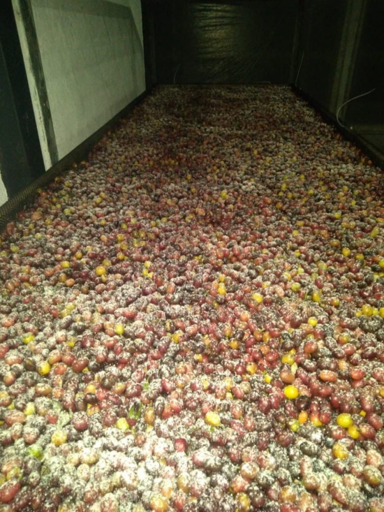 A large pile of coffee cherries sits with koji in a big silo to dry. The cherries vary from yellow to deep red, and the koji looks like white powder spread throughout. The silo is long and rectangular to be easily reached.
