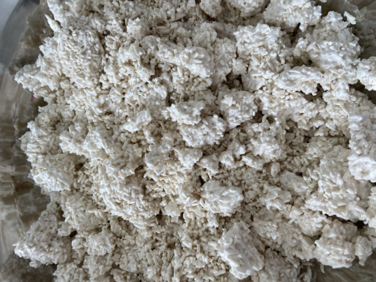 A close up of rice and koji, which is a white powedery looking fungus, which results in a clumpy mess before it's ground up to be used to ferment the coffee.