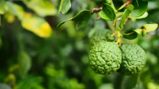 Three bergamot fruits hang together at the end of a tree branch. They are small, round, and bumpy in texture. The fruits are a light green color similar to lime, while the leaves are yellow green.