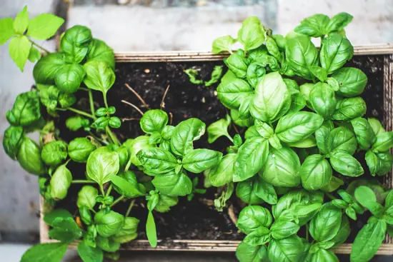 Spinach plants growing in a long wooden box, viewed from above, with rich potting soil visible under the glossy green leaves.
