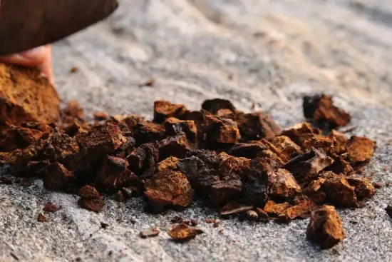 Dried chaga is cinnamon colored and looks the consistency of wood chips.