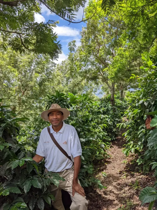 Felix wears a straw hat and white polo shirt. He's standing next to coffee trees taller than him, with a dirt path running alongside, also featuring shade trees. Green cherries are growing on the coffee branches.