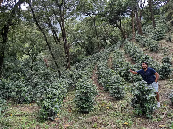 Felipe stands on a small hill over some growing trees, about 3 feet in height, with a thumbs up and a smile.