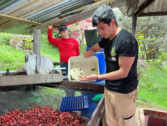 Under a metal roof, Mario sorts cherries with a blue plastic tool, and holds a white bucket, examining cherries in it. A man in a red shirt looks on.