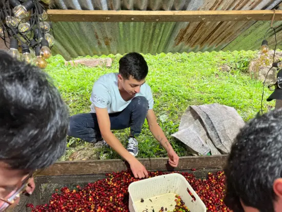 A coffee worker demonstartes how beans are sorted from a pile of fresh red coffee cherries. He has a white plastic bucket where he's putting in underripe cherries.