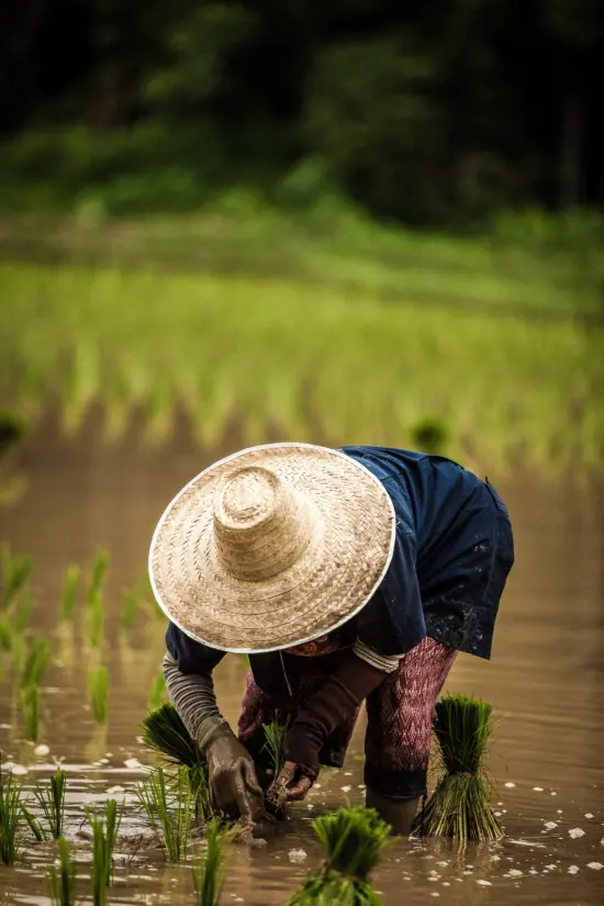 A worker in a straw hat and rubber gloves kneels down, planting rice bundles in a rice paddy with water up to their knees.