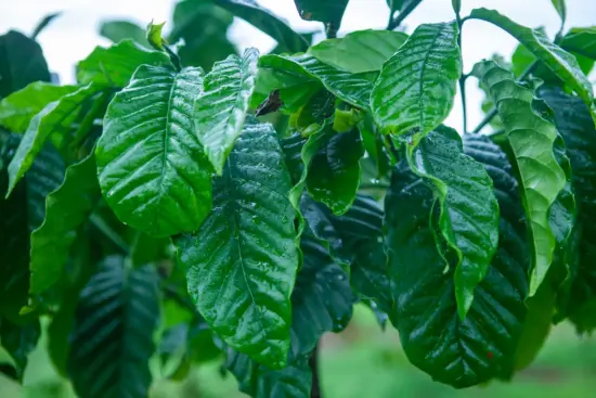 Vibrant green robusta leaves, growing from green stems, are long, ridged from the middle, and pointed at the end.