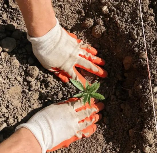 Dos manos en guantes plantan una plántula en el suelo.