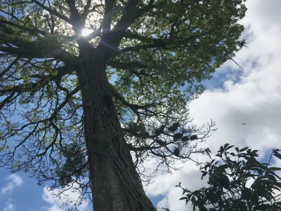 Debajo de la copa de un enorme árbol caducifolio con un tronco delgado, zarcillos que crecen por sus costados y ramas que se elevan muy por encima del suelo.