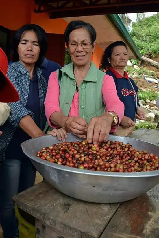 Women sort coffee cherries in a giant metal bowl on a rustic wood table.