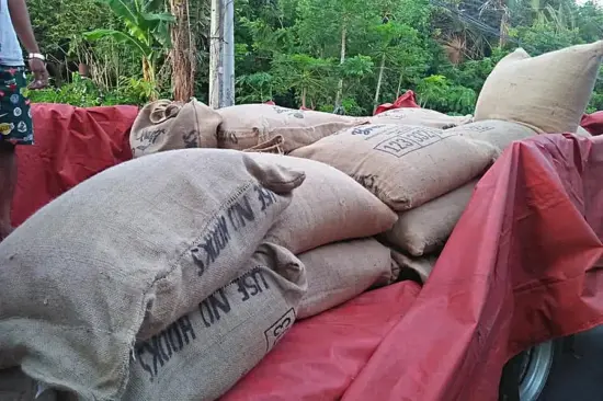 Bags of green coffee bags stacked on the back of a trailer at a coffee farm in the Philippines.