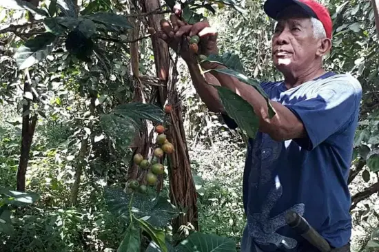 A man tends to a coffee tree on a farm in the Philippines.