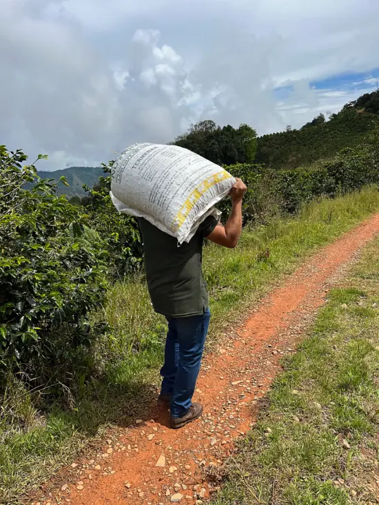 A worker carries a huge coffee bag up a dirt path.