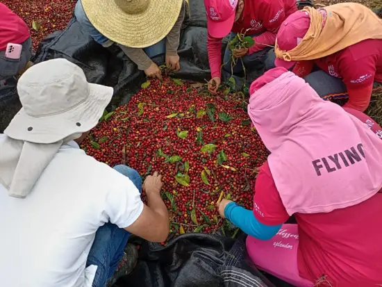 Workers sort red coffee cherries.