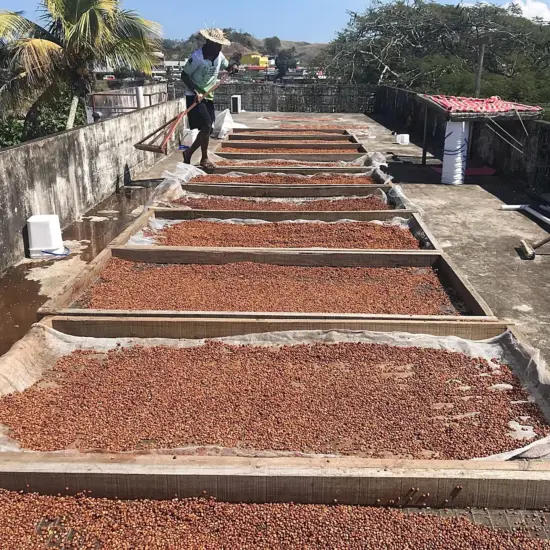 A series of raised drying beds hold cherries while a worker uses a rake to move them.