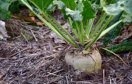 A beet plant growing under straw.