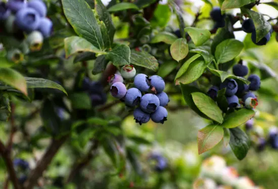 Wild blueberries on a bush.